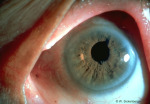 /1_VAA/7_Iris/7(1).jpg
