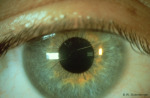 /1_VAA/7_Iris/7(2).jpg